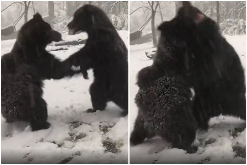 Sloth bears fight at The Smithsonian Zoo.