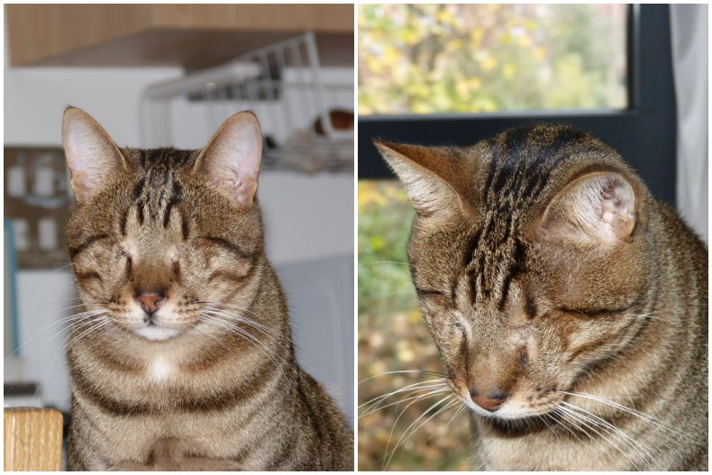 Dmitri the blind cat.