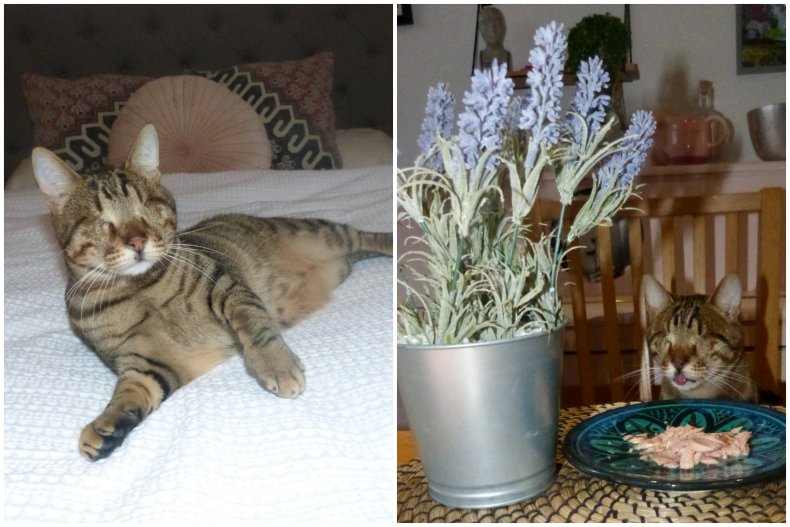 Dmitri the blind cat.