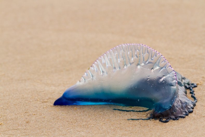 Man-o-War