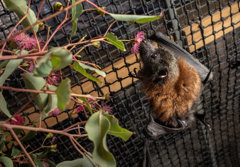 Bat five Americans died rabies