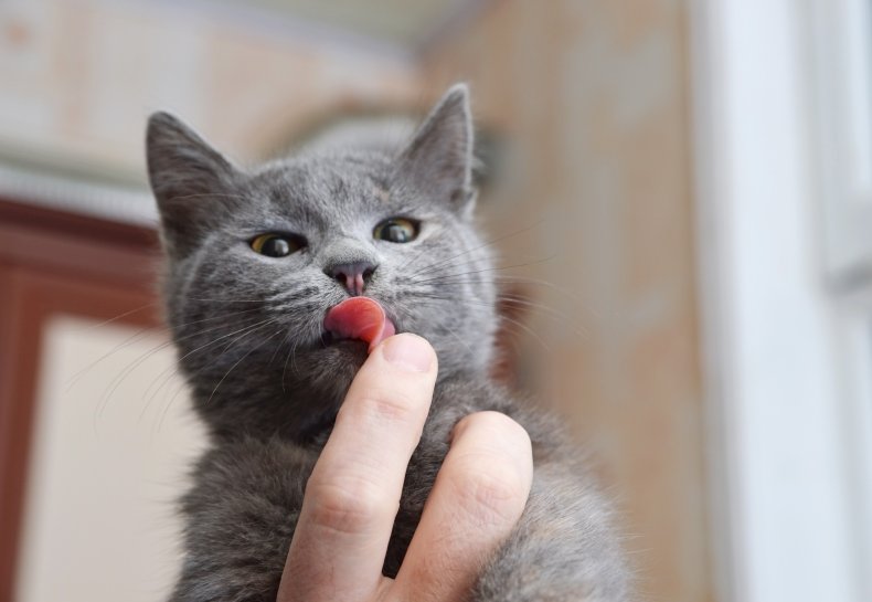 Cat licking finger