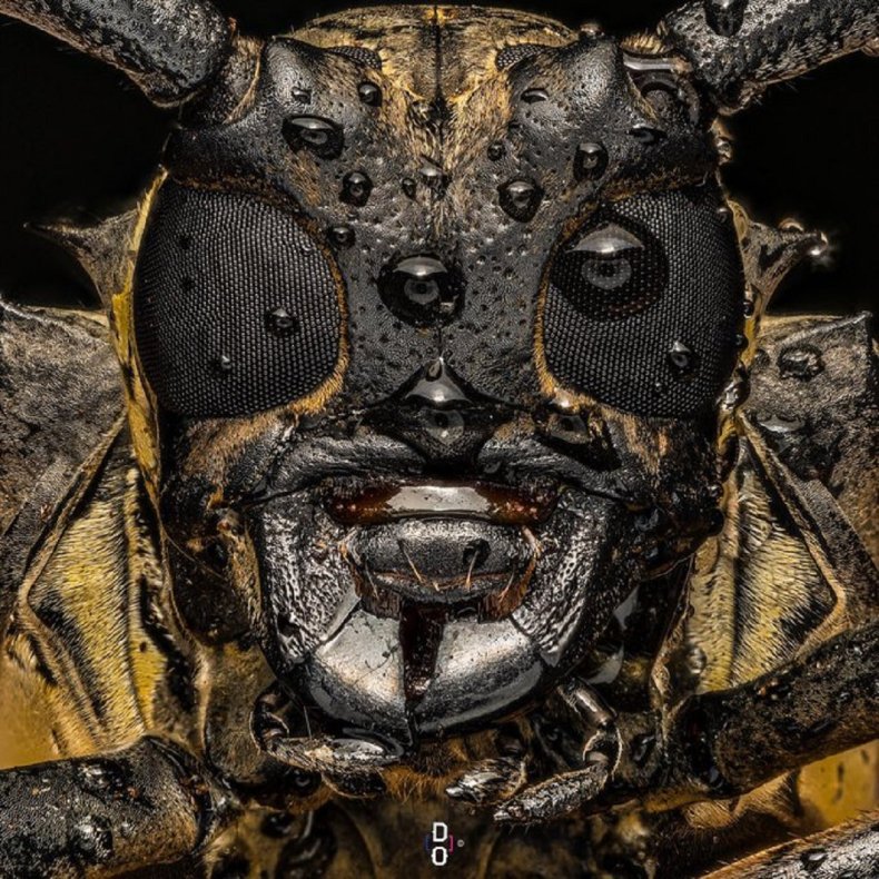 Close-up photo of longhorn beetle.