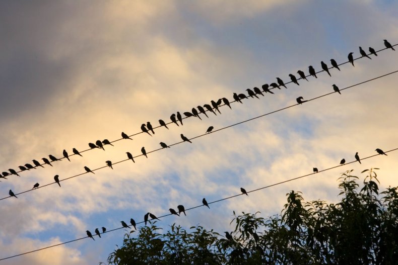 Birds on telephone wires
