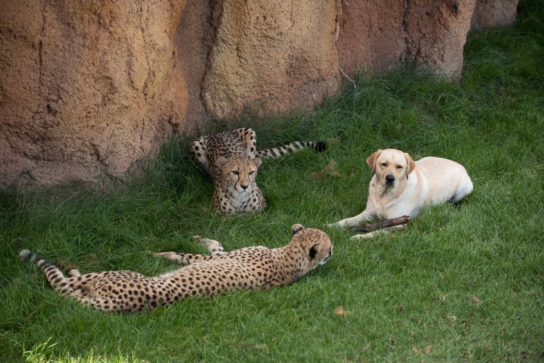 Coby relaxes with Cheetahs