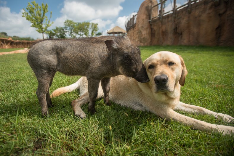 Coby and warthog