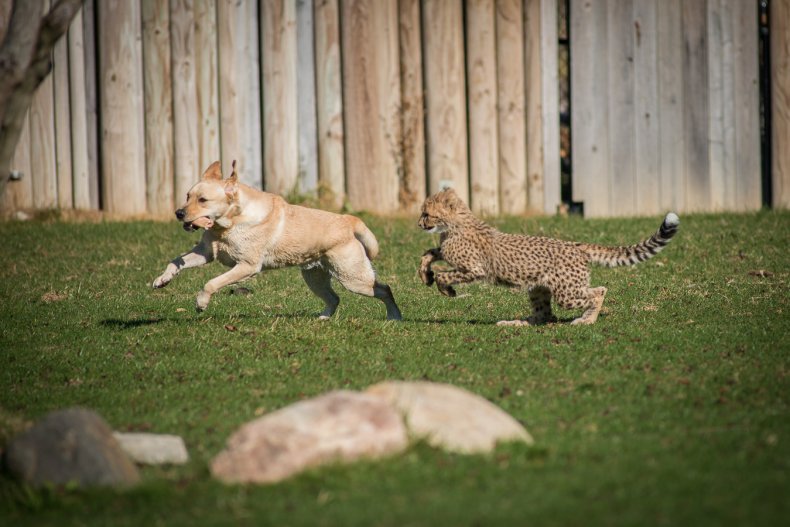 Coby plays with Cheetahs
