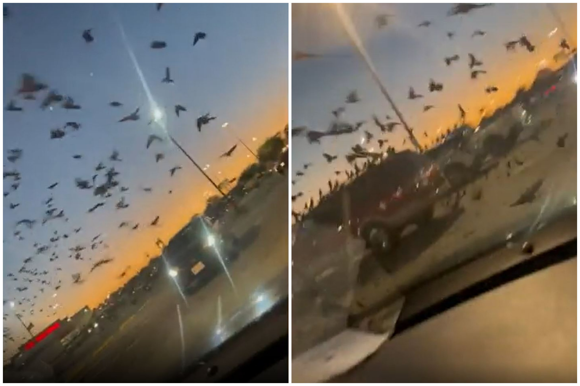 texas-walmart-overrun-by-thousands-of-birds-branded-sign-of-apocalypse