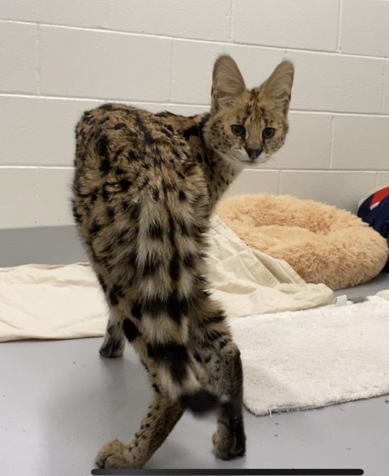 Bruno the Serval