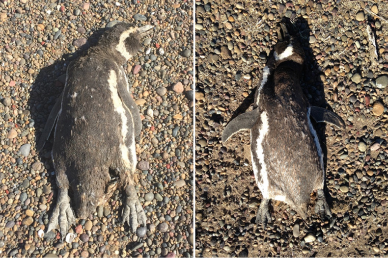Dead Magellanic Penguins 