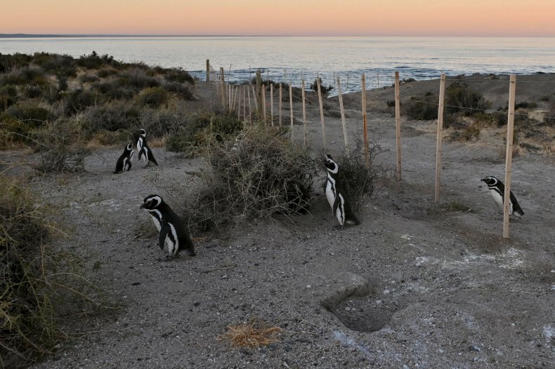Magellanic penguins, Punta Tombo National Reserve