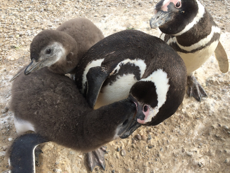 Penguin feeds chick
