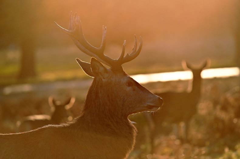 Photo of deer