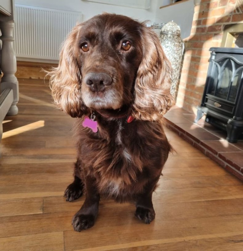 Found cocker spaniel