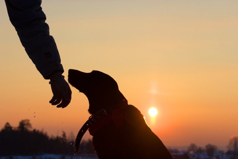 Dog
