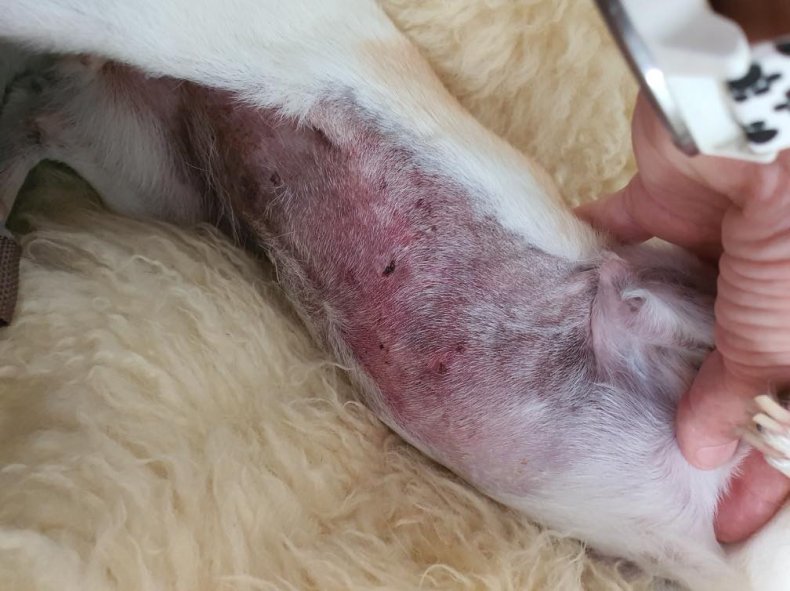 dog snake bite