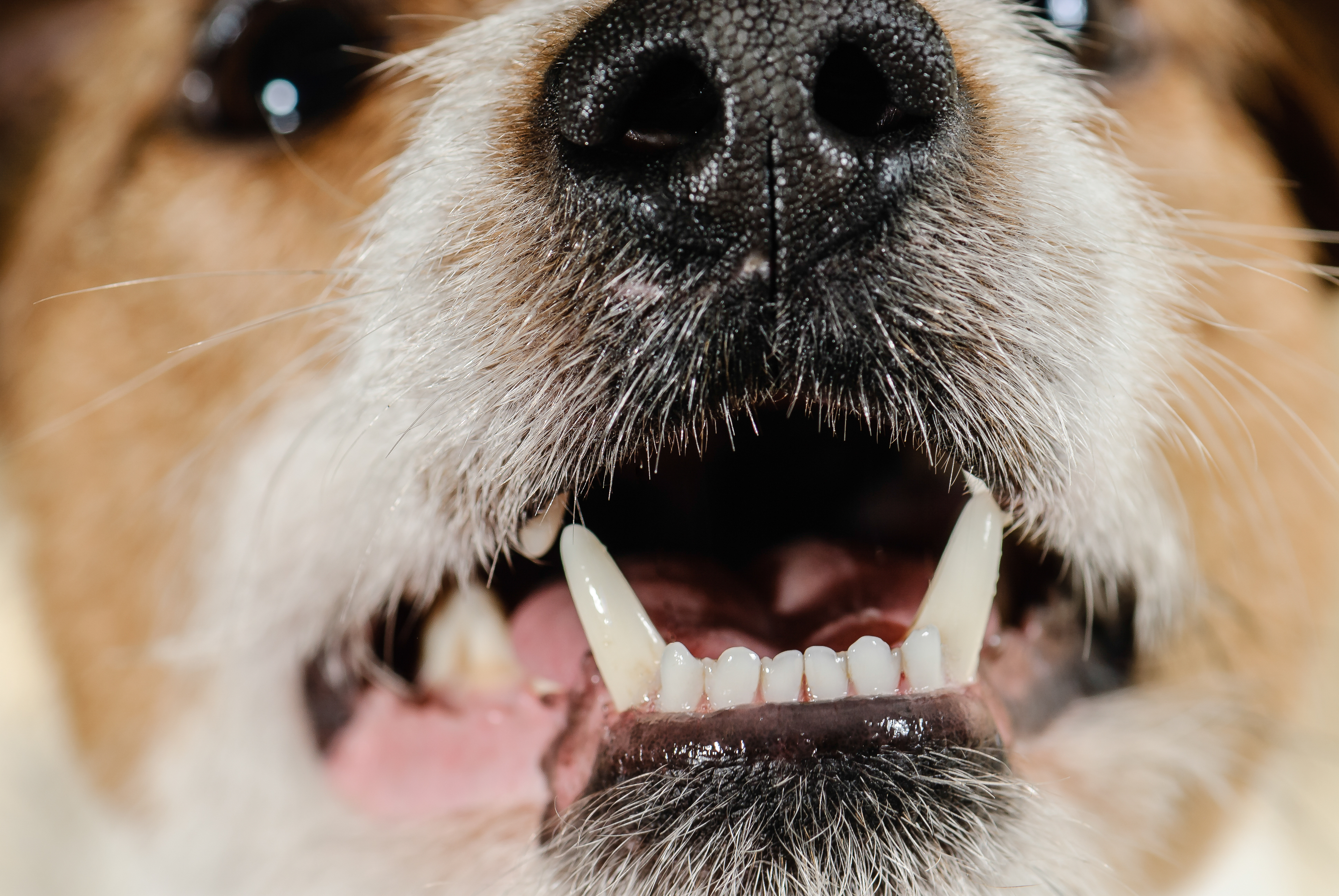 Собака рот зубы