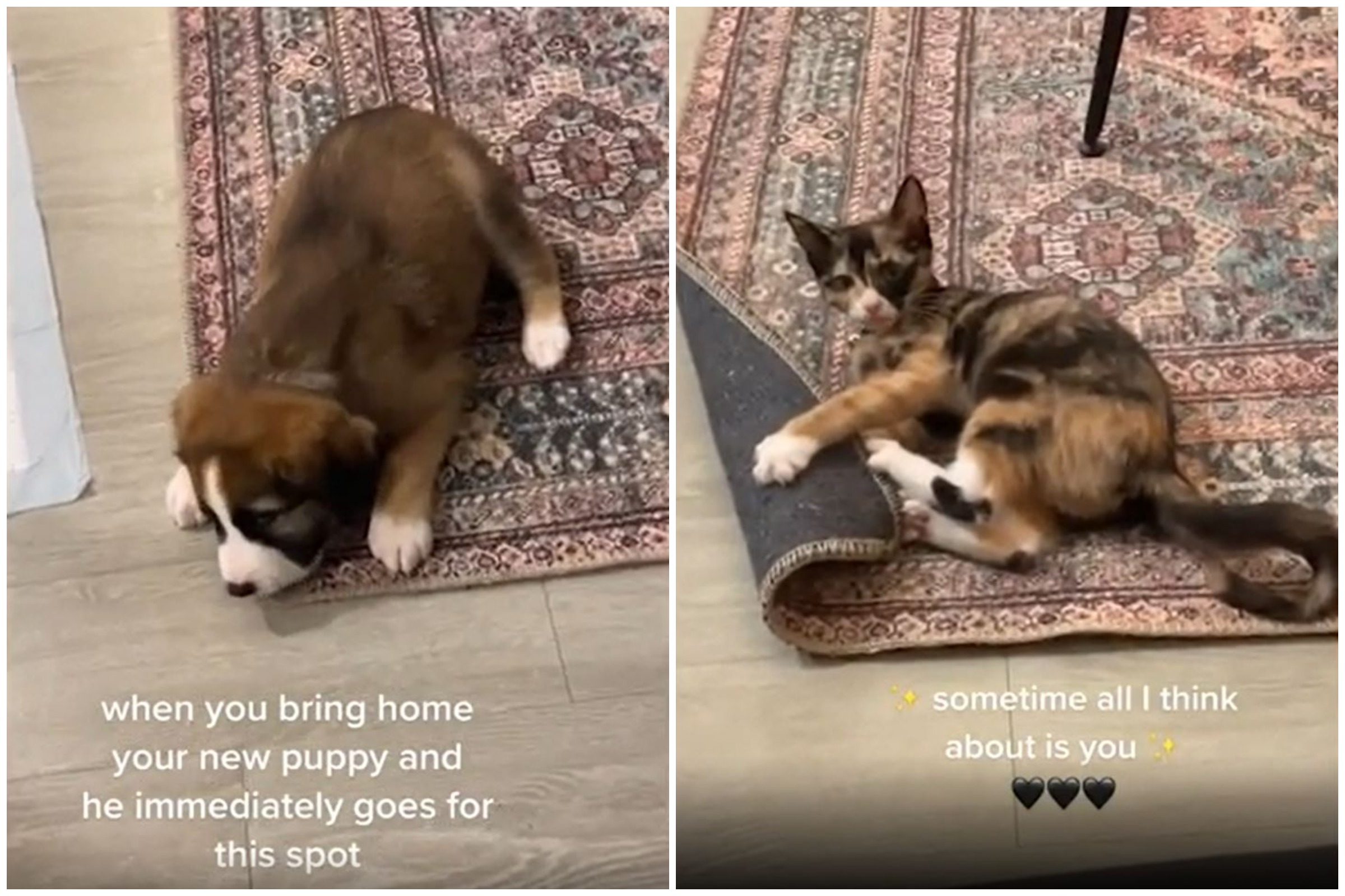 Grieving Owner Convinced New Puppy Is Her Reincarnated Cat After Pet Died  - Newsweek