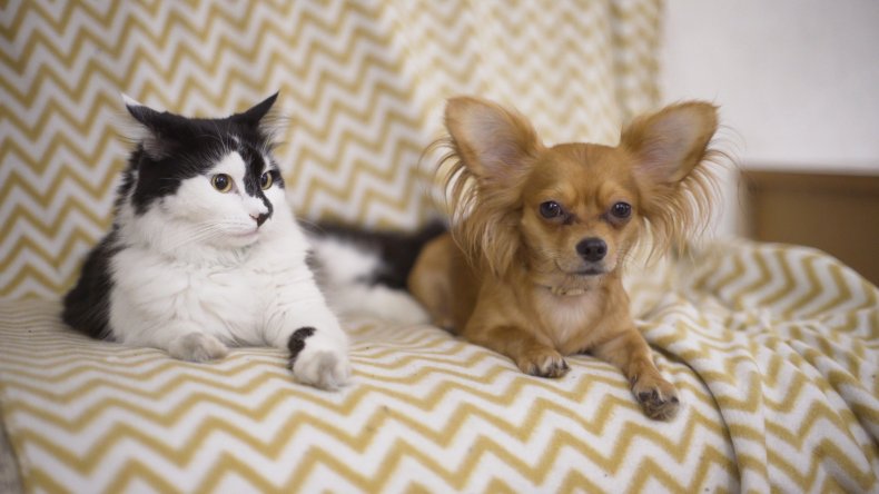 A cat and a chihuahua.