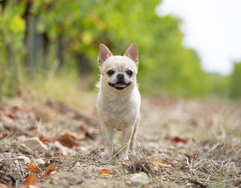 Chihuahua