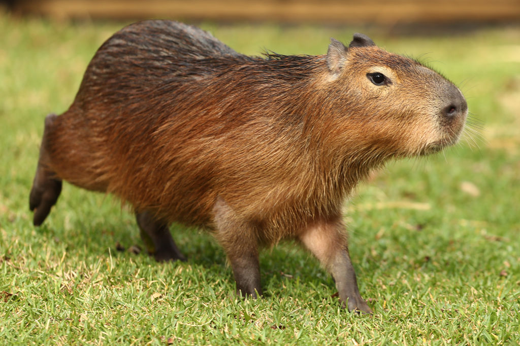 MasterChef Under Scrutiny After Allegedly Serving Cooked Capybara Meat ...