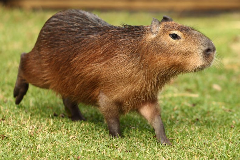 Capybara walking through grass