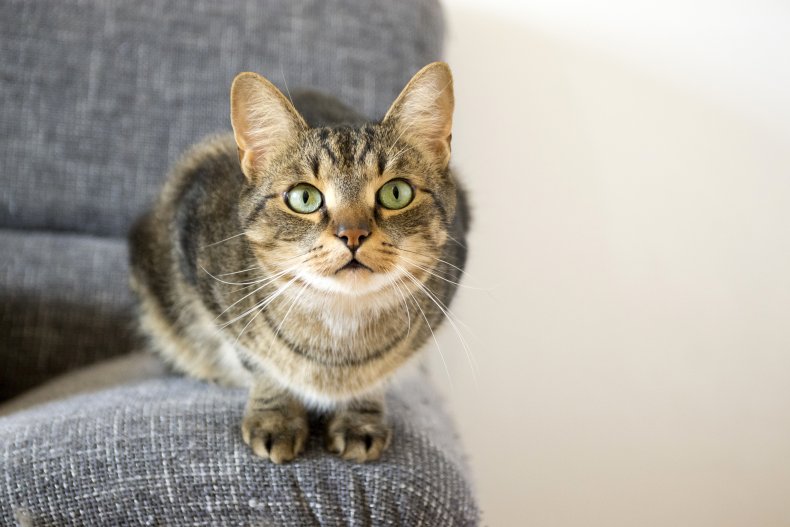 Cat perched on sofa
