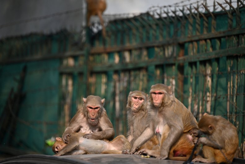 Monkey's in India