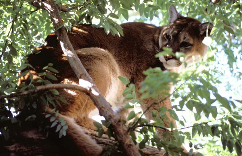 Mountain lion sightings in California