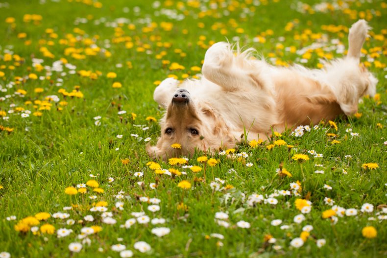 Dog rolling on grass.