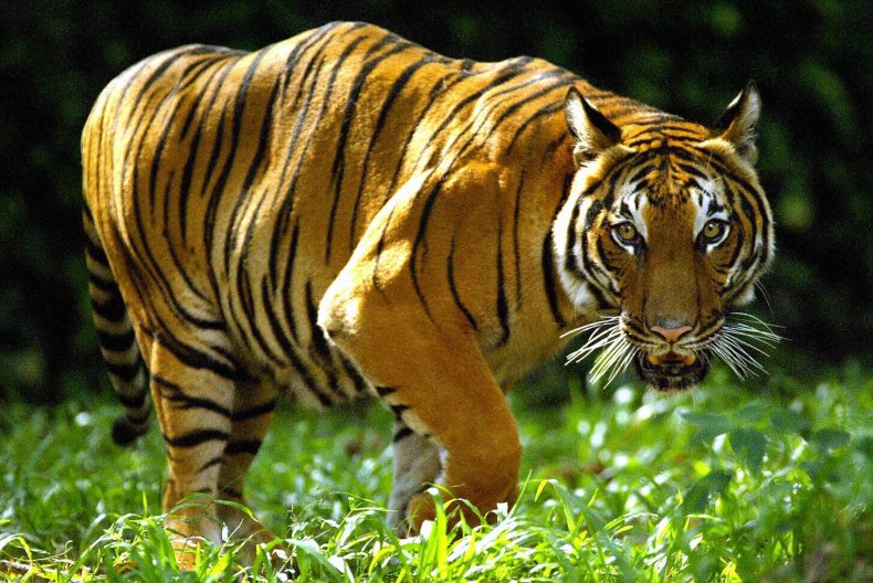 Tiger Speared in Face and Shot Dead after Killing Man in Village
