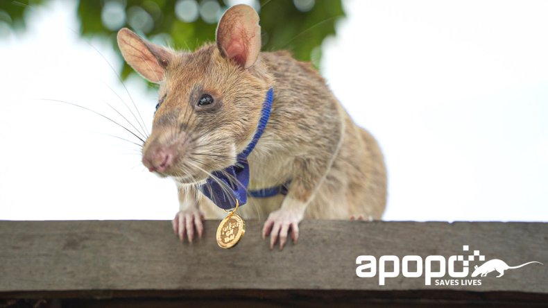 Magawa rat