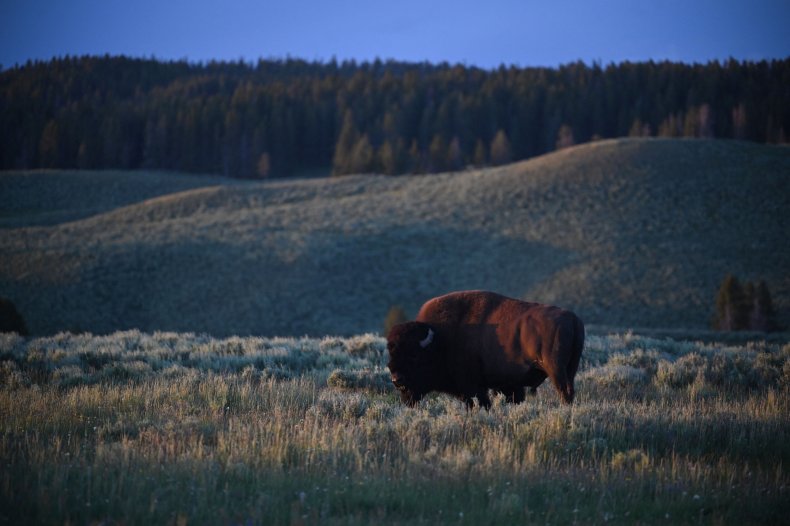 Bison grazes in Yellowstone National Park