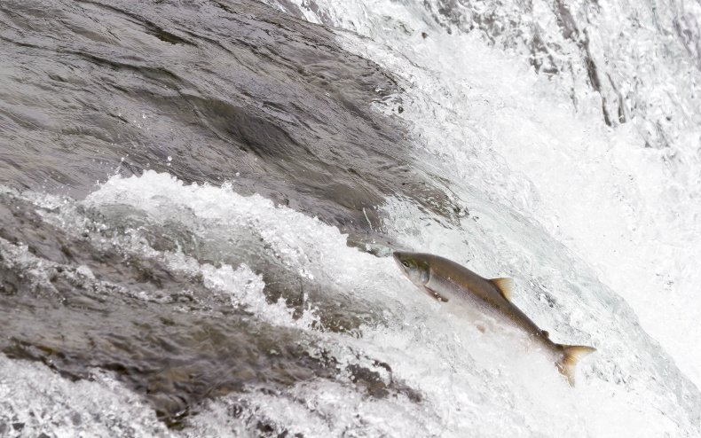 Coho salmon leaping out of a river