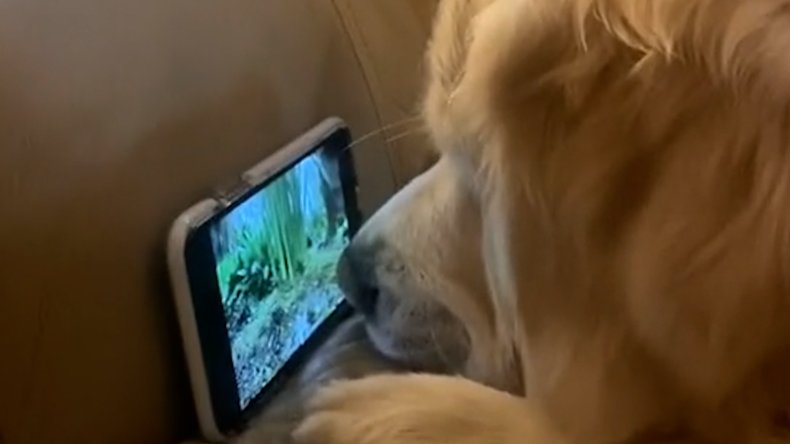 A dog starring at a squirrel video.