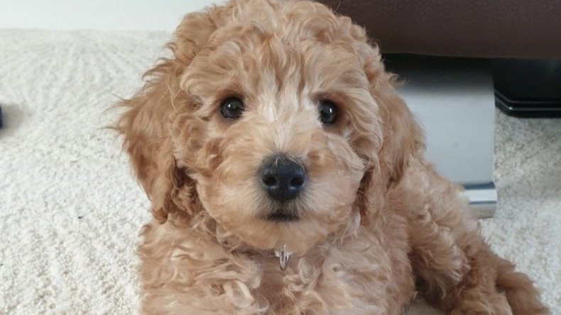 Harry the Dog