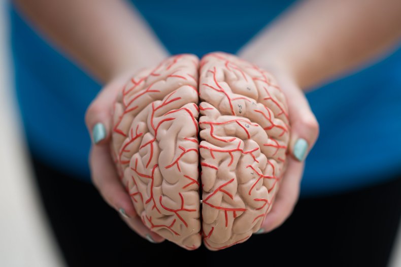 Brain