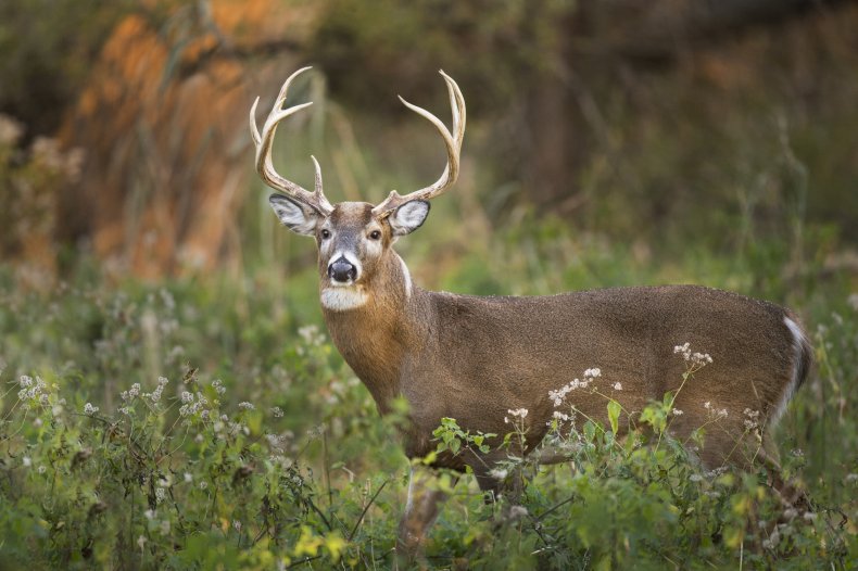Buck