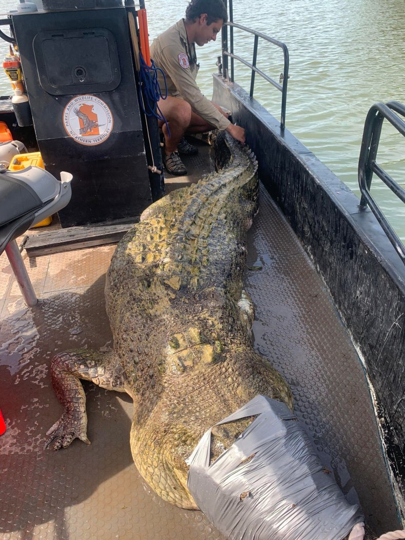 Darwin crocodile