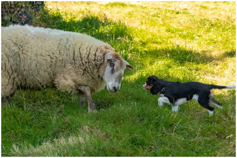 Stock image of sheep and dog