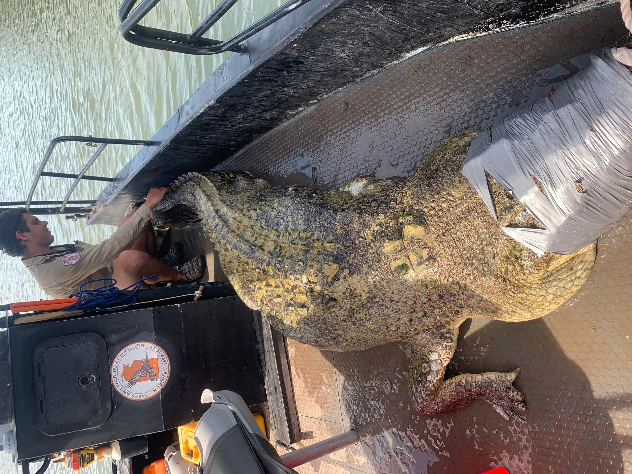 Video Shows Enormous, 13.5ft Crocodile Get Captured just 5 miles from Major Australian City