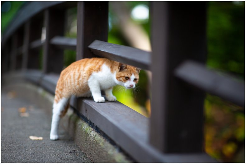 Stock image of cat on a bridge
