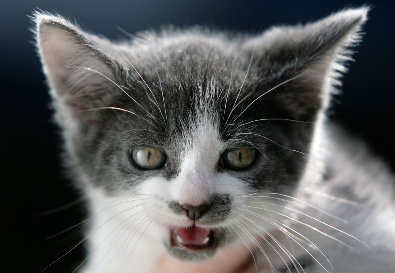 Kitten with mouth open