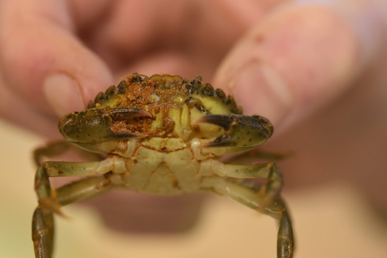 European shore crab found on Antarctic ship