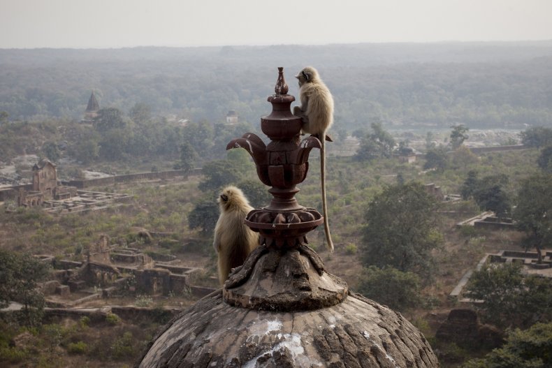Langur monkeys in India