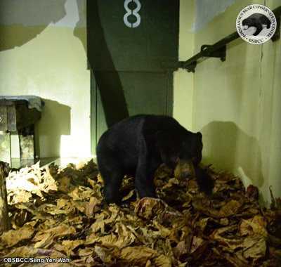 Salvataggio dell'orso del sole Salvataggio dell'orso del sole