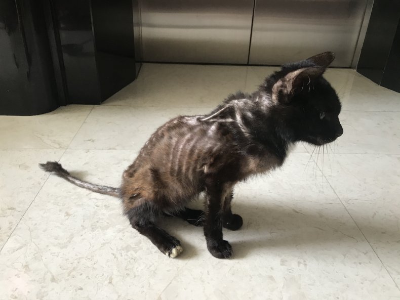 Photo of Khalon the cat.