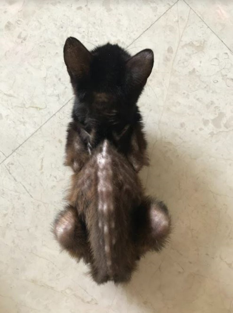 Photo of Khalon the cat.