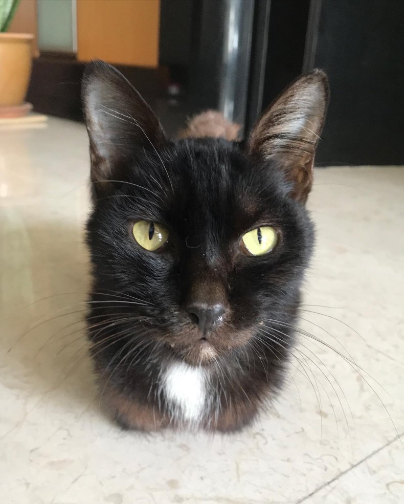 Photo of Khalon the cat.