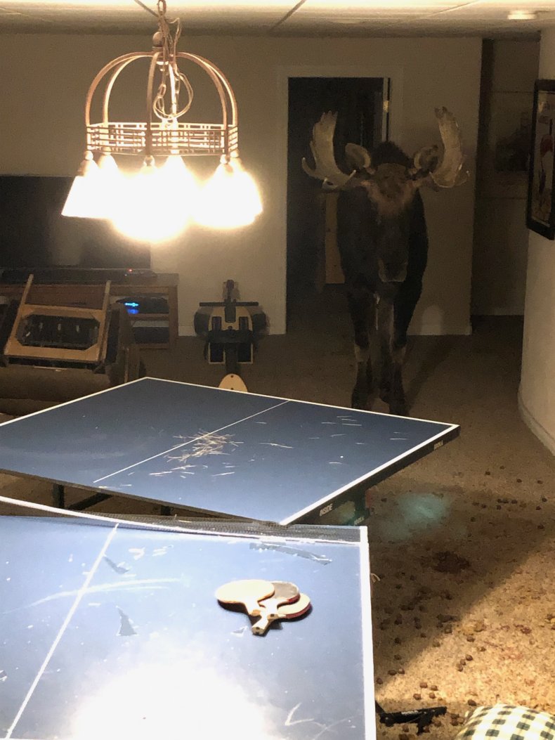 Breckenridge moose